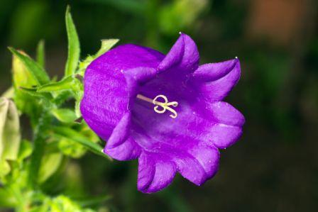 Bellflower, Tussock , Campanula carpatia